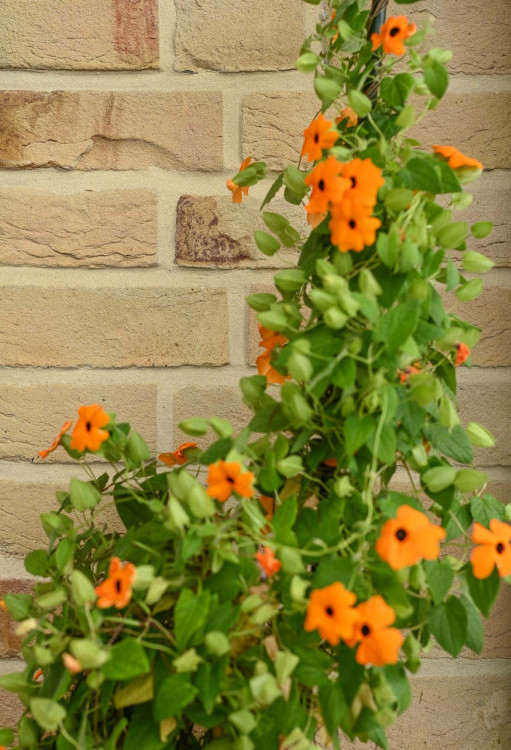Einladender Bungalow in Gelb | Klinkerwerke Muhr